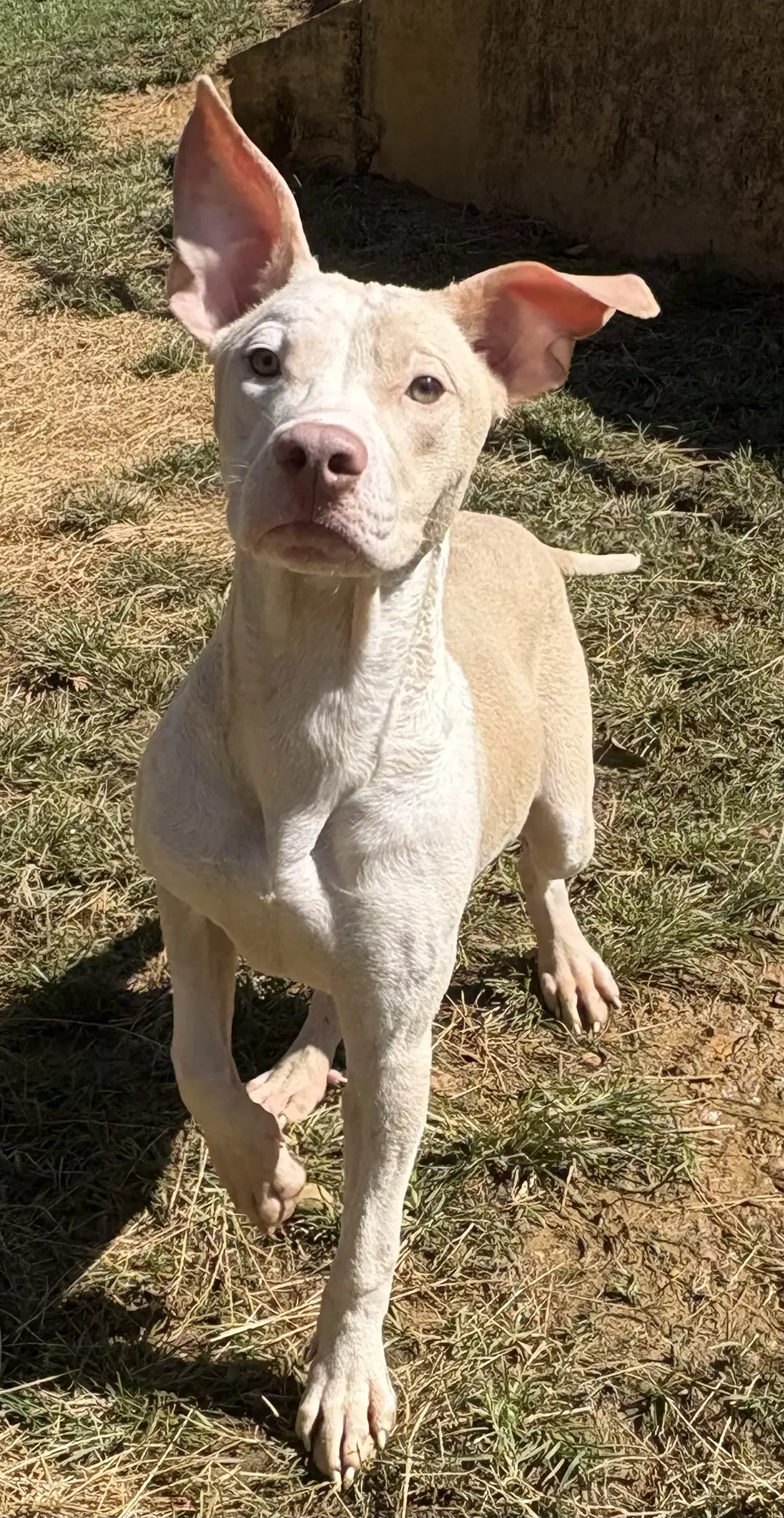 Creme Saver - American Pit Bull Terrier