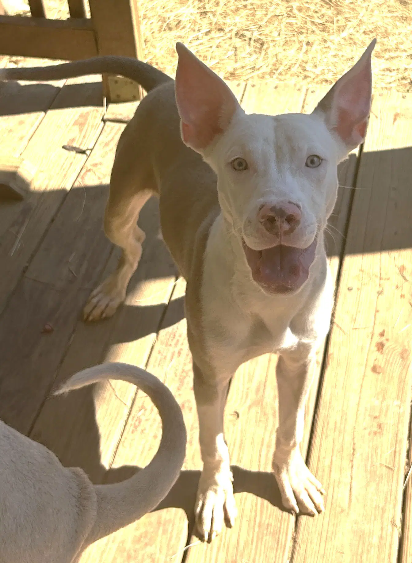 Werther - American Pit Bull Terrier
