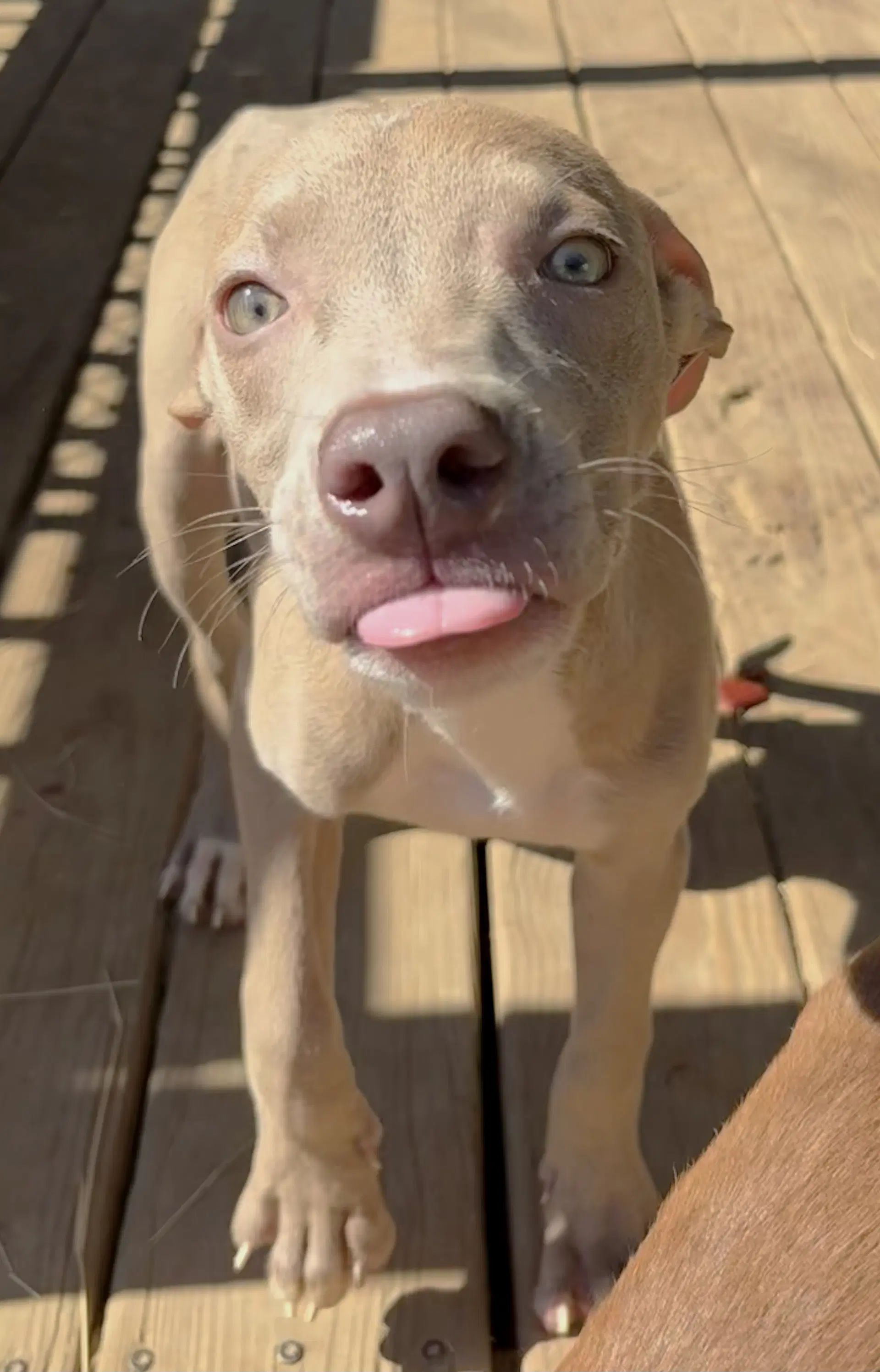 Apple Dumpling - American Pit Bull Terrier