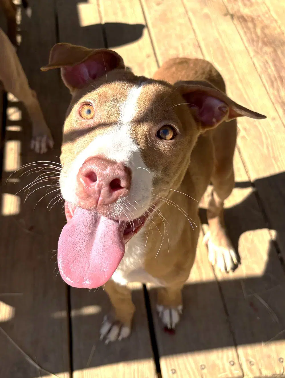 Apricot Jam image 3