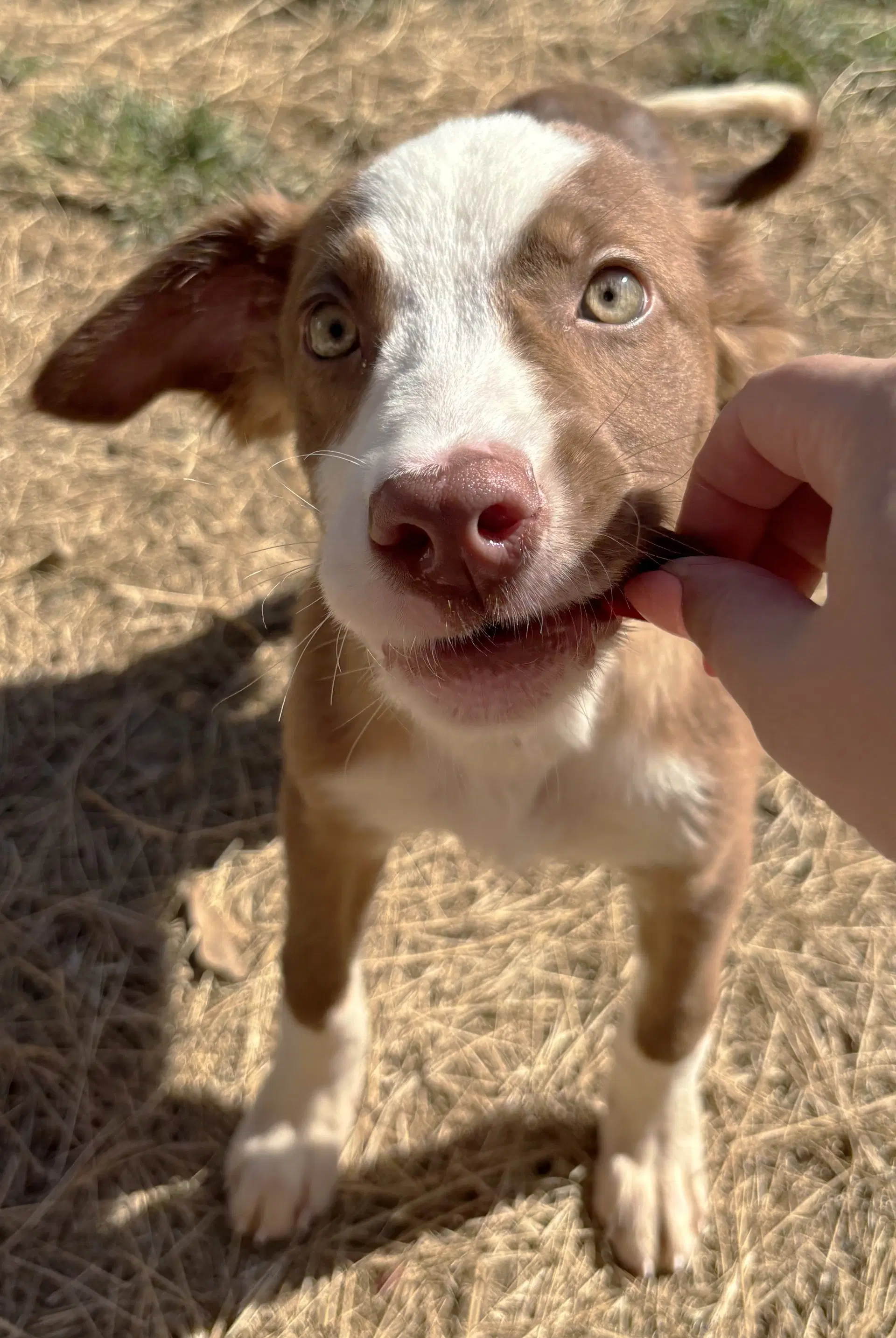 Huckleberry Pie - American Pit Bull Terrier