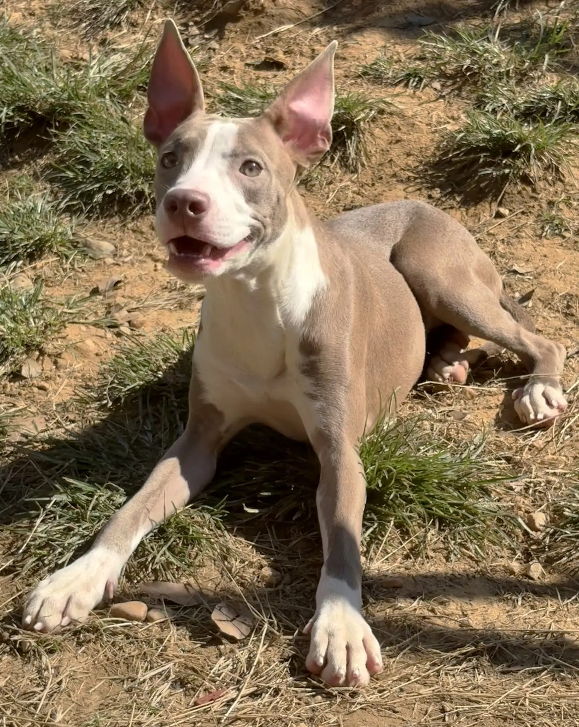 Lemon Meringue - American Pit Bull Terrier
