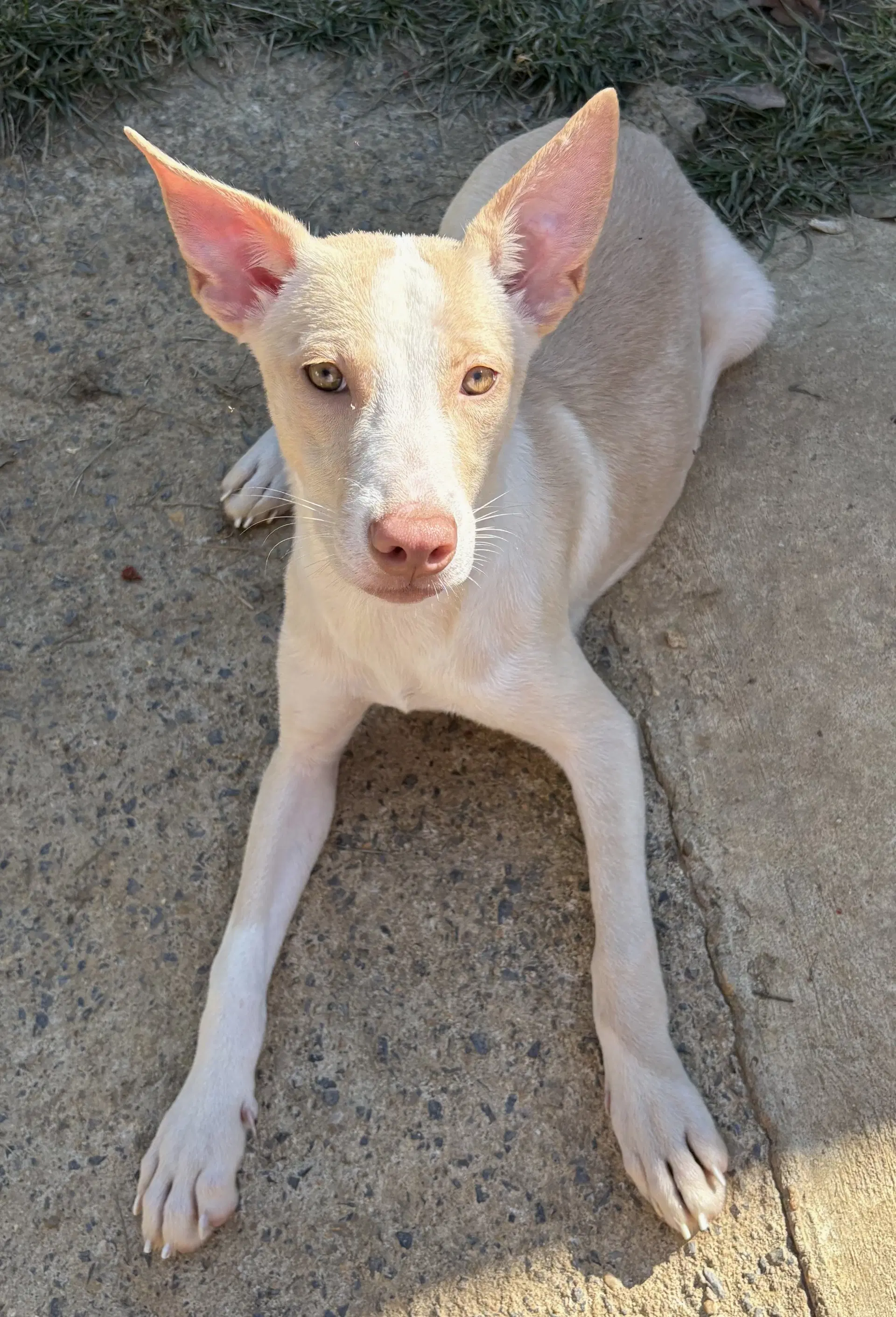 Lime Chiffon - American Pit Bull Terrier