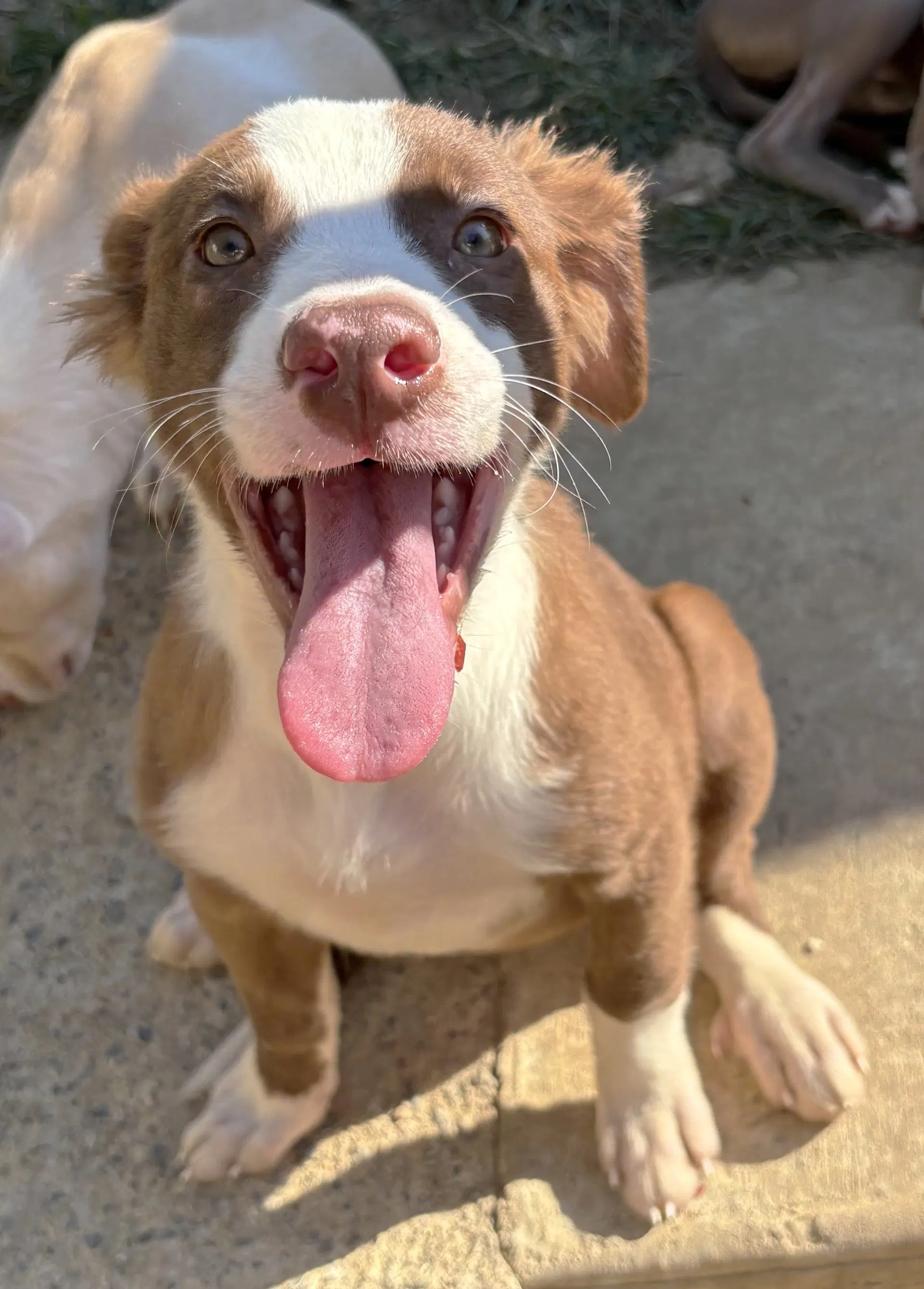 Orange Blossom - American Pit Bull Terrier