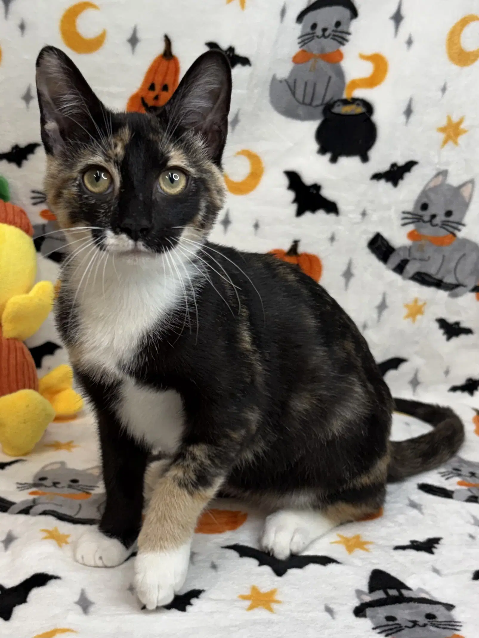 Chestnut - Domestic Short Hair
