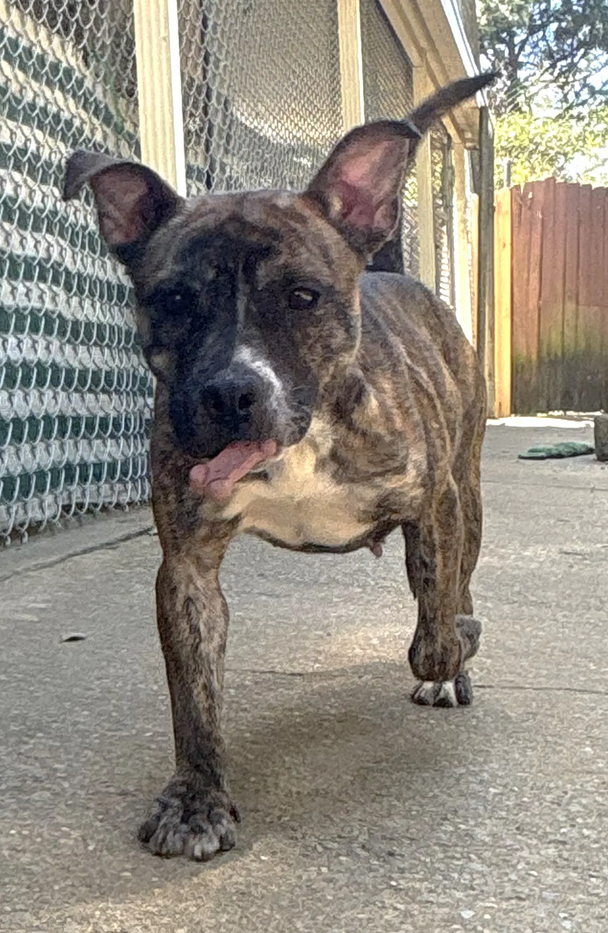 Bernice - Pit Bull Terrier