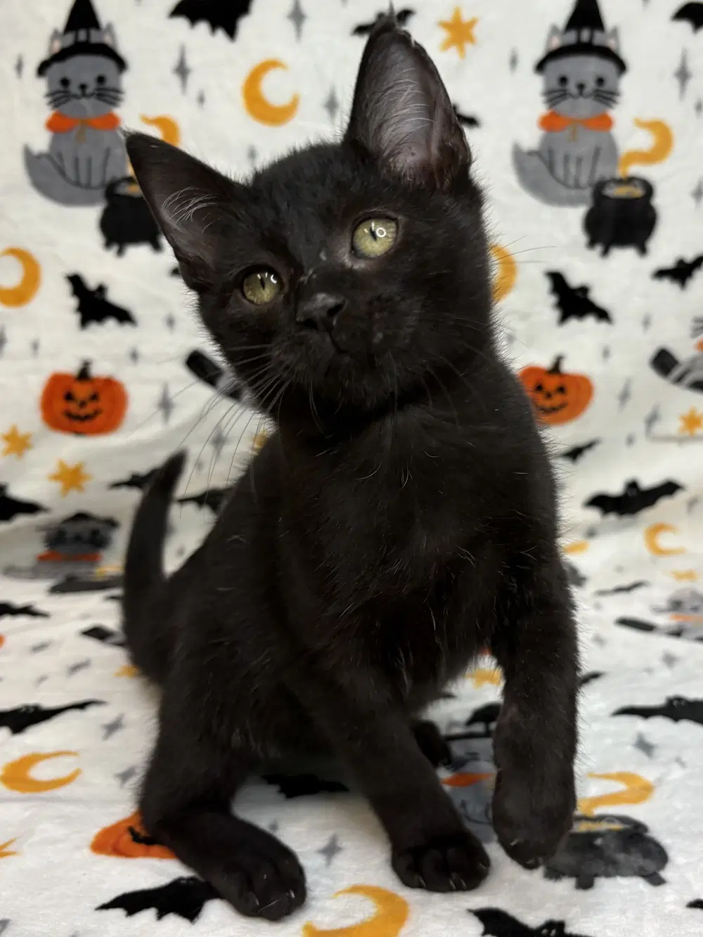 Treat - Domestic Short Hair