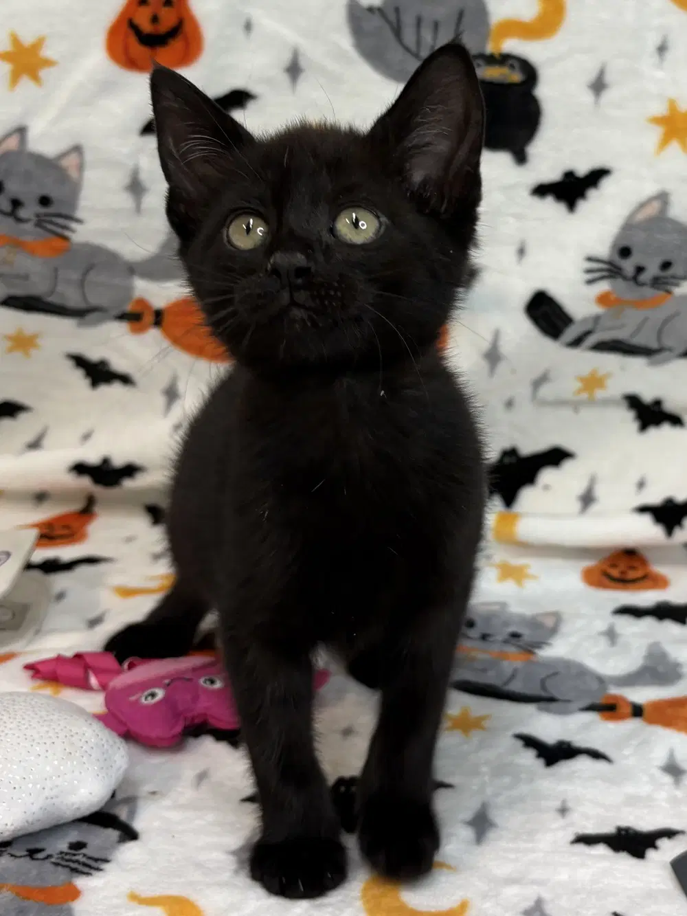 Marlow - Domestic Short Hair