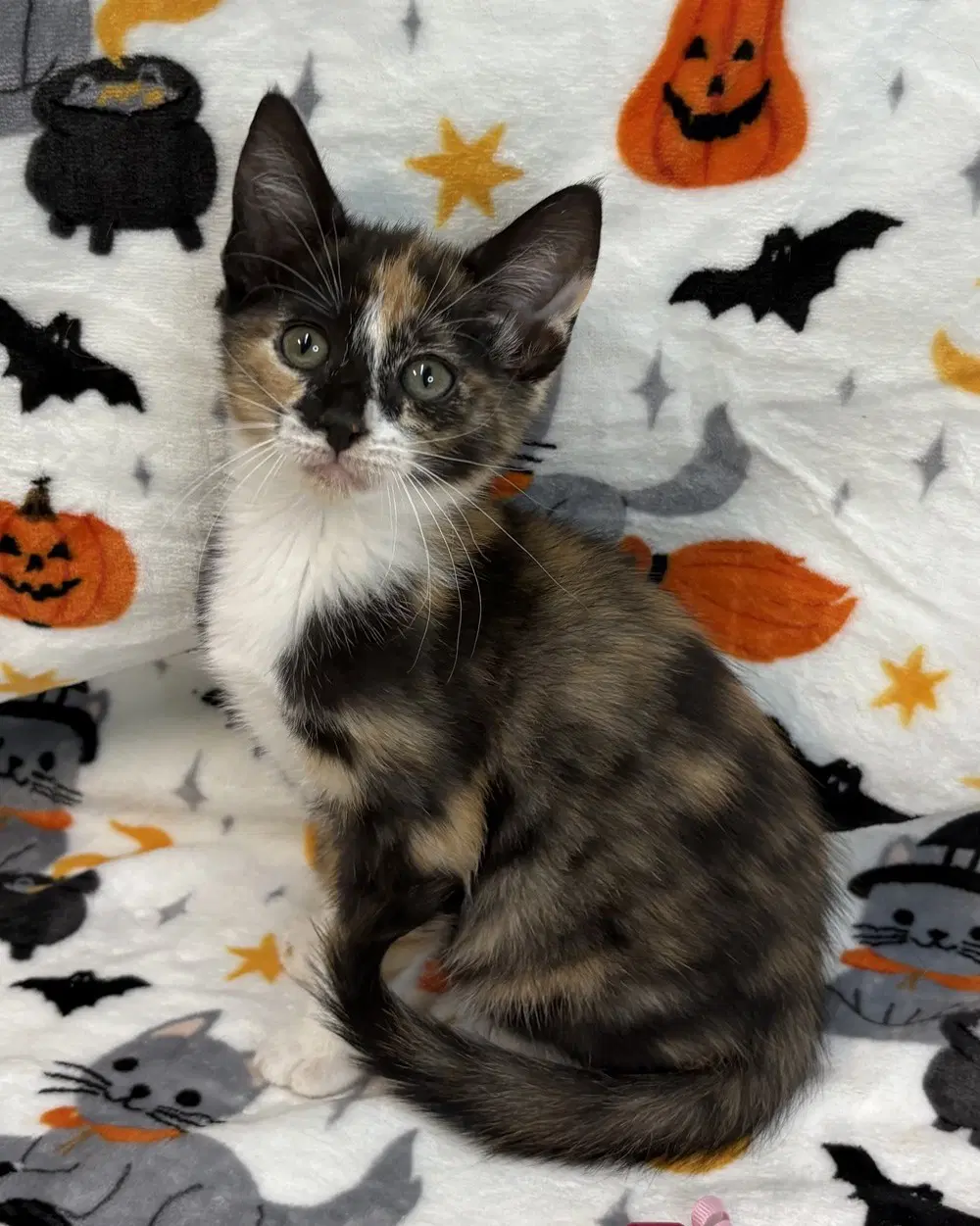 Maple - Domestic Short Hair