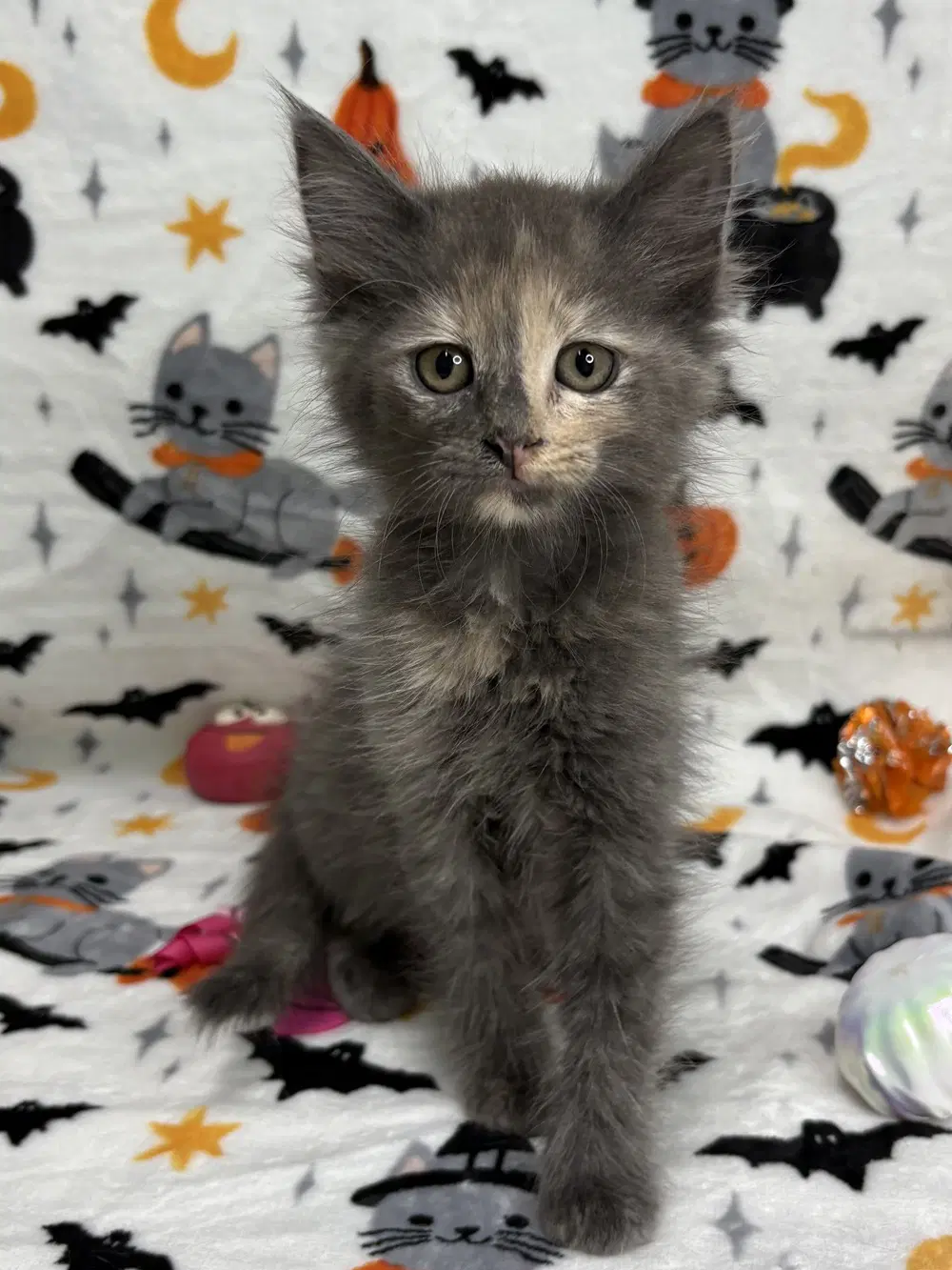 Miranda - Domestic Medium Hair