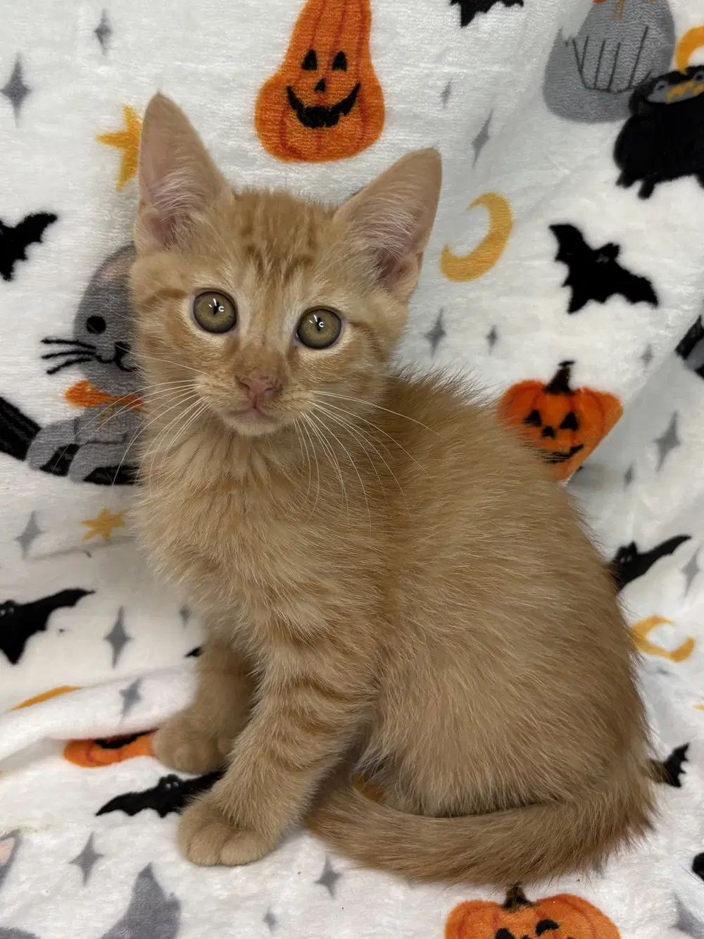 Mason - Domestic Short Hair