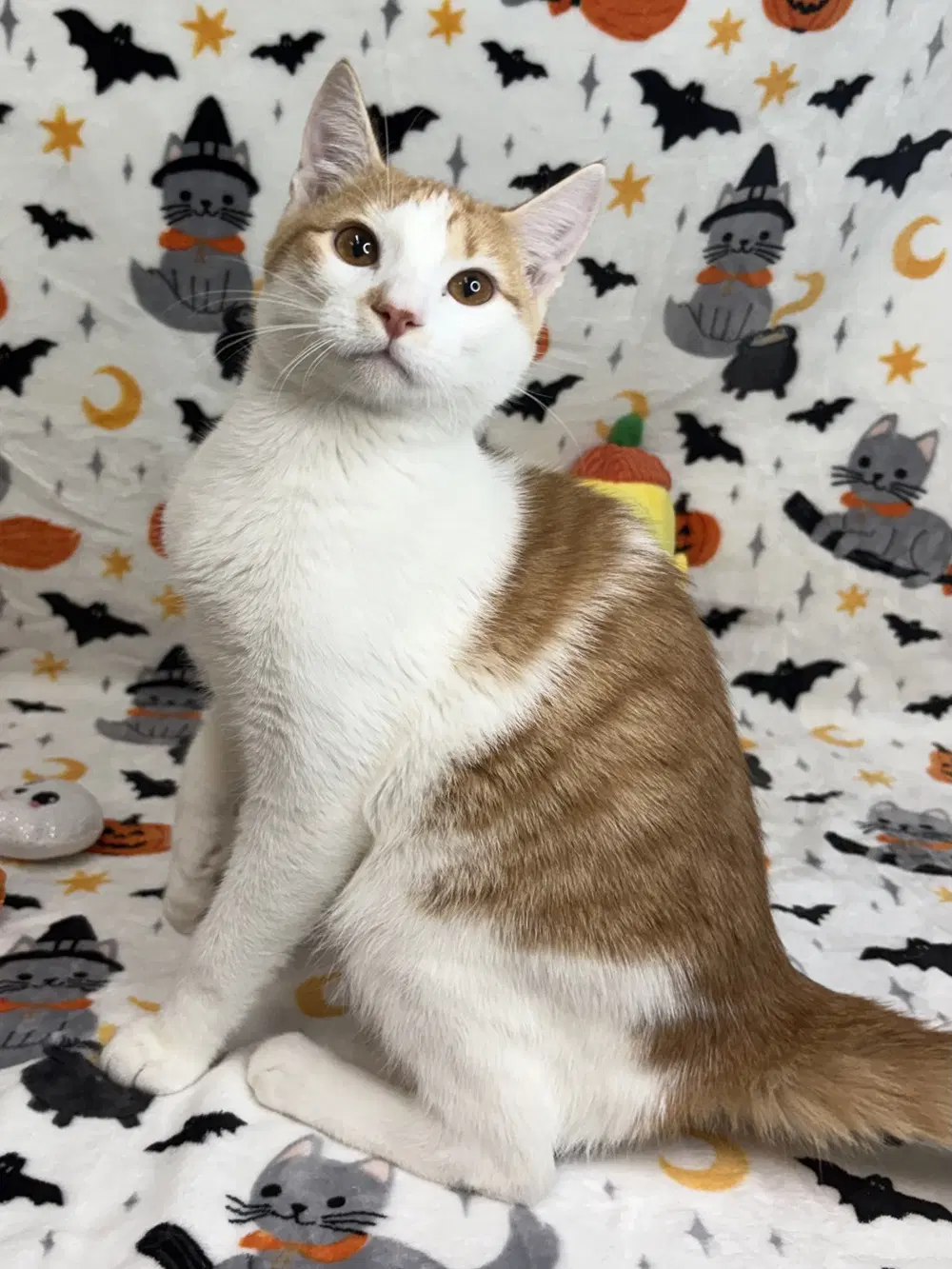 Carlos - Domestic Short Hair