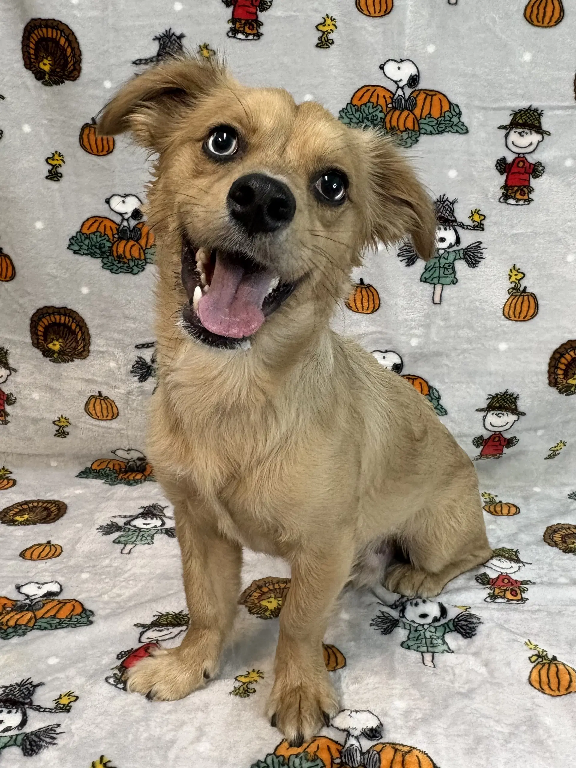 Heinz - Pomeranian