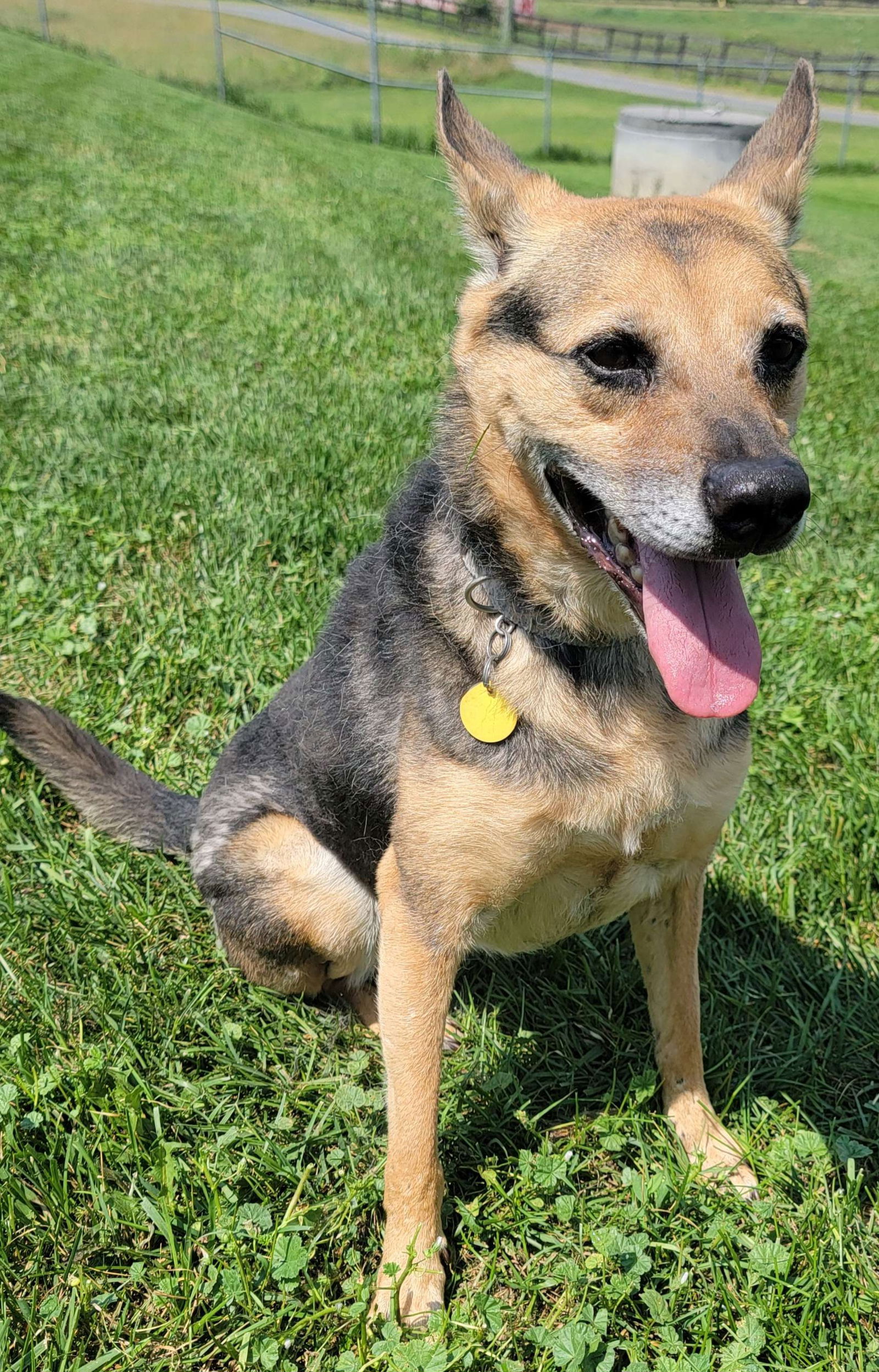 adoptable Dog in Stephenson, VA named Maggie (Justice) 0164