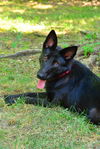 Calypso 0161