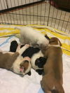 Hickory 0140 (Dixie's pup)
