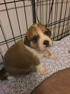 Hickory 0140 (Dixie's pup)