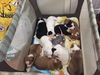 Hickory 0140 (Dixie's pup)