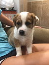 Hickory 0140 (Dixie's pup)