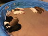 Hickory 0140 (Dixie's pup)