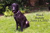 Black Beauty 0126