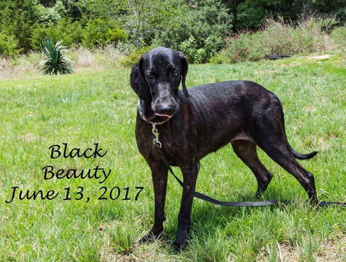 Black Beauty 0126