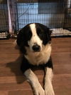 Dixie 0102