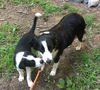 Dixie 0102
