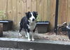 Dixie 0102