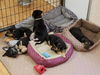 Freya Pup no bell Loki 0145