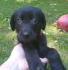 Amelia 0249 (Sydney Pup)
