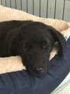 Amelia 0249 (Sydney Pup)