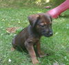 Alice 0250 (Sydney Pup)