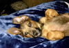 Alice 0250 (Sydney Pup)