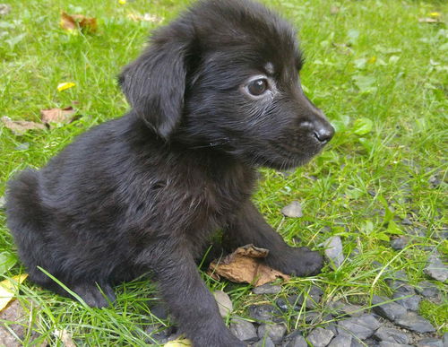 Irwin 0251 (Sydney Pup)