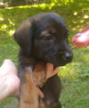 Joey 0253 (Sydney Pup)