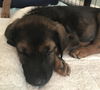 Joey 0253 (Sydney Pup)