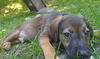 Ryder 0254 (Sydney Pup)