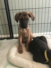 Ryder 0254 (Sydney Pup)