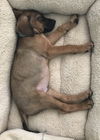Ryder 0254 (Sydney Pup)