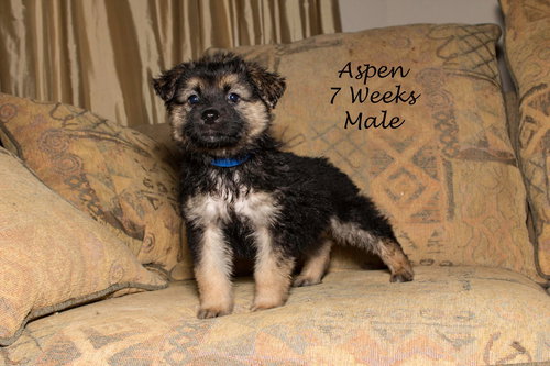 Aspen 0050