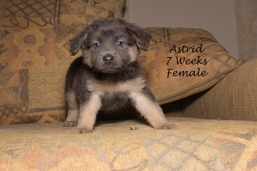 Astrid 0055