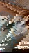 Benny 0133
