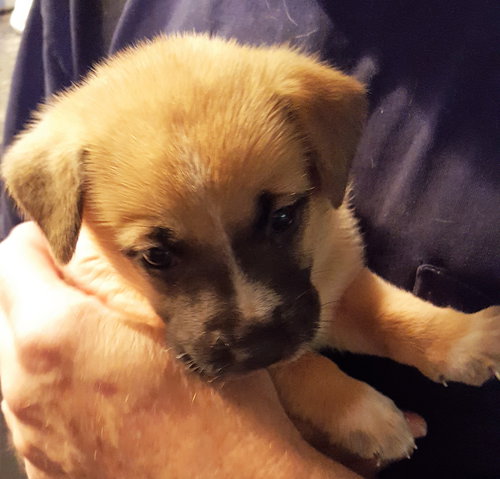 Kiki 0194 (Kona Pup)