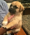 Kiki 0194 (Kona Pup)