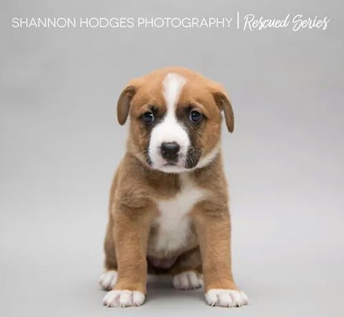 Brandy 0206 (Bailey Pup)