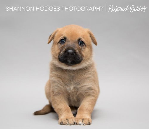 Spritzer 0214 (Bailey Pup)