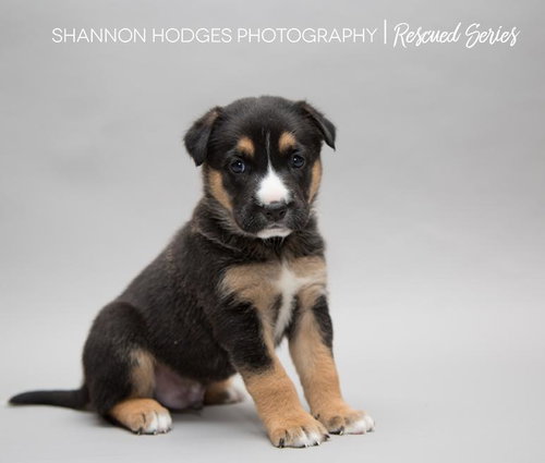 Jigger 0212 (Bailey Pup)