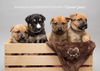 Quila 0211 (Bailey Pup)
