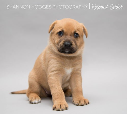 Quila 0211 (Bailey Pup)